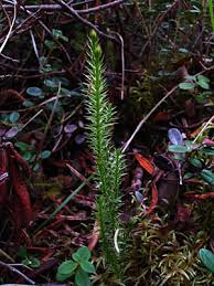 Attēlu rezultāti vaicājumam “Lycopodium annotinum”