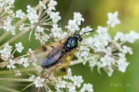 Attēlu rezultāti vaicājumam “Arge ustulata”