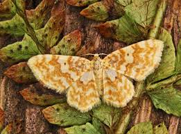 Attēlu rezultāti vaicājumam “Hydrelia flammeolaria”