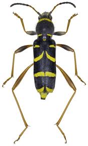 Attēlu rezultāti vaicājumam “Clytus arietis”