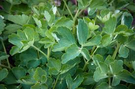 Attēlu rezultāti vaicājumam “Aquilegia vulgaris leaf”