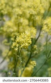 Attēlu rezultāti vaicājumam “Thalictrum flavum leaf”