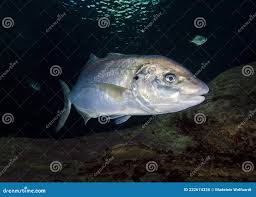 Image result for Pseudocaranx dentex