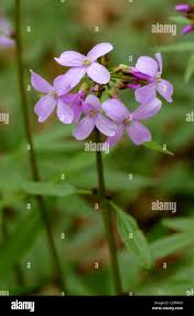 Attēlu rezultāti vaicājumam “Cardamine bulbifera flower”