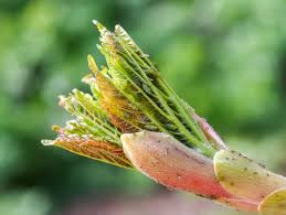 Attēlu rezultāti vaicājumam “Drepanosiphum platanoidis exuvia”