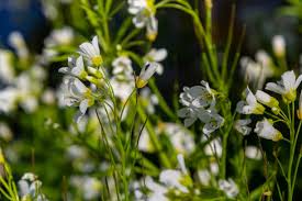 Attēlu rezultāti vaicājumam “Cardamine amara”