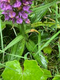 Attēlu rezultāti vaicājumam “Dactylorhiza cruenta leaf”