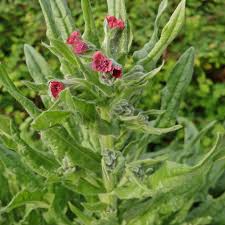 Attēlu rezultāti vaicājumam “Cynoglossum officinale flower”