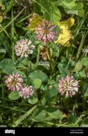 Attēlu rezultāti vaicājumam “Trifolium hybridum flower”