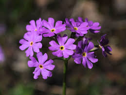 Attēlu rezultāti vaicājumam “Primula farinosa flower”