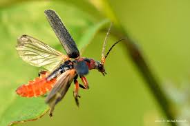 Attēlu rezultāti vaicājumam “Cantharis rustica imago”