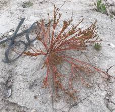 Attēlu rezultāti vaicājumam “Juncus bufonius”