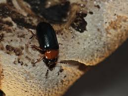 Attēlu rezultāti vaicājumam “Tetratoma fungorum”