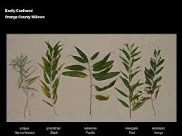 Attēlu rezultāti vaicājumam “Chionaspis salicis imago”