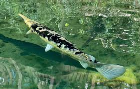 Image result for Lepisosteus osseus