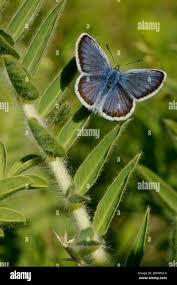 Attēlu rezultāti vaicājumam “Plebejus argyrognomon underside”