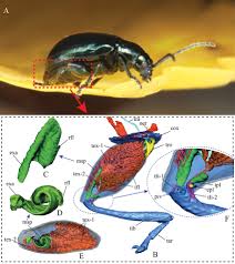 Attēlu rezultāti vaicājumam “Altica sp.”