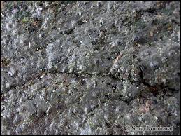 Attēlu rezultāti vaicājumam “Verrucaria hydrela”