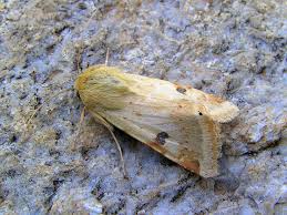 Attēlu rezultāti vaicājumam “Rhyparia purpurata”