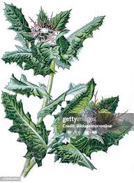 Image result for Cnicus benedictus