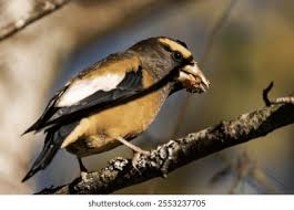 Image result for Hesperiphona vespertina