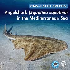 Image result for Squatina squatina