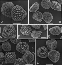 Attēlu rezultāti vaicājumam “Riccia sorocarpa macro”