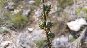 Attēlu rezultāti vaicājumam “Onobrychis arenaria leaf”