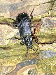 Attēlu rezultāti vaicājumam “Melandrya dubia”