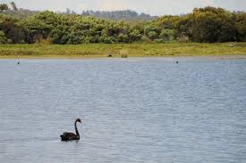 Attēlu rezultāti vaicājumam “Cygnus atratus”