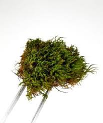 Attēlu rezultāti vaicājumam “Anomodon attenuatus”