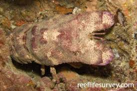 Image result for Scyllarides latus