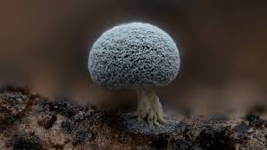 Attēlu rezultāti vaicājumam “Didymium squamulosum macro”