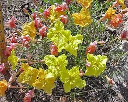 Attēlu rezultāti vaicājumam “Oenothera rubricauli”