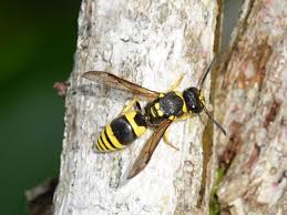 Attēlu rezultāti vaicājumam “Ancistrocerus sp.”