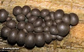 Attēlu rezultāti vaicājumam “Lycogala epidendrum aggr. sessile”