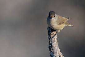 Attēlu rezultāti vaicājumam “Sylvia atricapilla male”