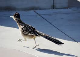 Image result for Reading Roadrunners