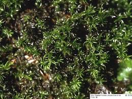 Attēlu rezultāti vaicājumam “Oxystegus tenuirostris”