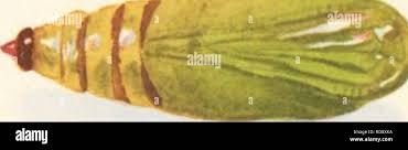 Attēlu rezultāti vaicājumam “Eupithecia pusillata”