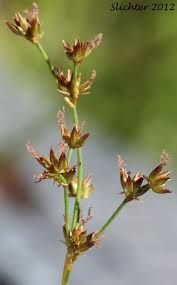 Attēlu rezultāti vaicājumam “Juncus articulatus”