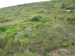 Attēlu rezultāti vaicājumam “Palustriella”