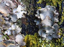 Attēlu rezultāti vaicājumam “Dermatocarpon miniatum”