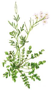Attēlu rezultāti vaicājumam “Cardamine pratensis”