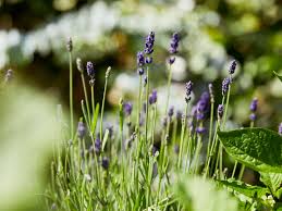 Image result for Lavendel