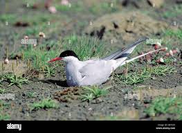 Attēlu rezultāti vaicājumam “Sterna”