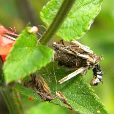 Attēlu rezultāti vaicājumam “Psychidae”