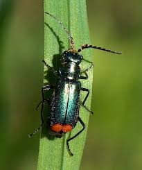 Attēlu rezultāti vaicājumam “Malachius bipustulatus”