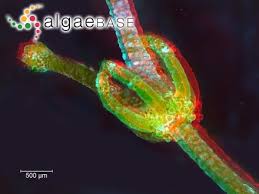 Attēlu rezultāti vaicājumam “Chara contraria”