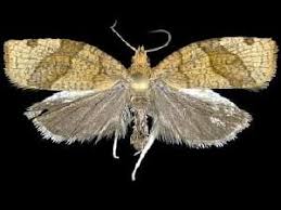 Attēlu rezultāti vaicājumam “Pandemis cerasana”